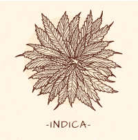 Indica