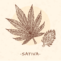 Sativa