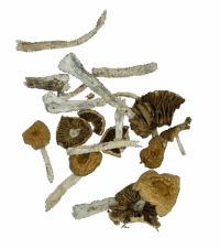Golden Halo Magic Mushrooms - Half Ounce, 14 Grams